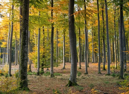 Jeigu norite, kad miškai visada žaliuotų – reikia jiems skirti nuolatinio dėmesio