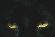 Melagis melavo, per tiltą važiavo – tiltelis sugriuvo, melagis įgriuvo